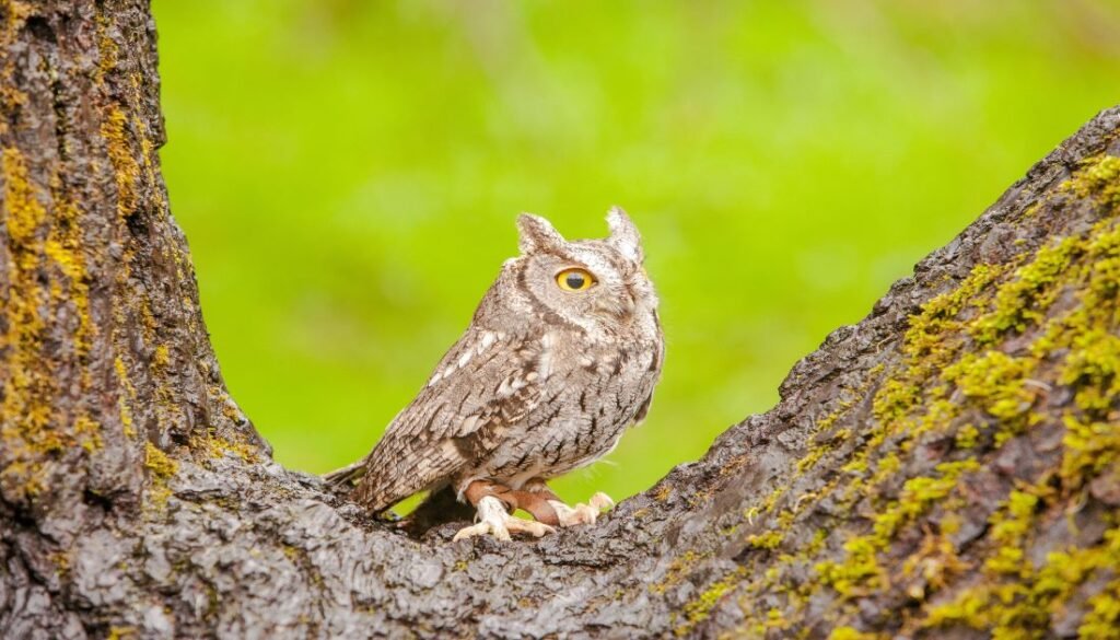 FAQ's PLRT: All you need to know about Past life regression therapy 2 PLRT focussed attention Owl with an open eye over a tree trunk