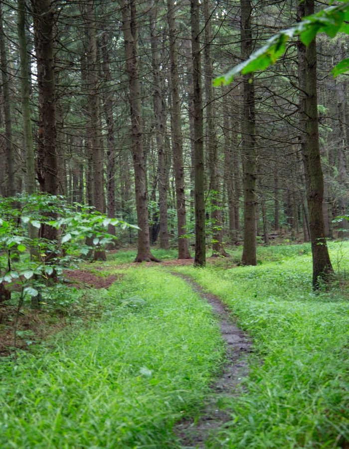 FAQ's PLRT: All you need to know about Past life regression therapy 3 spiritual counselling path pathway in a forest